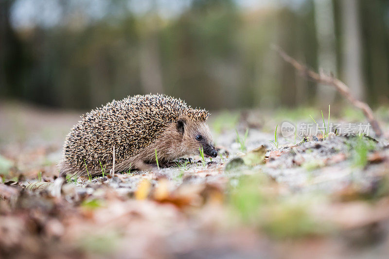 欧洲刺猬(Erinaceus europaeus)